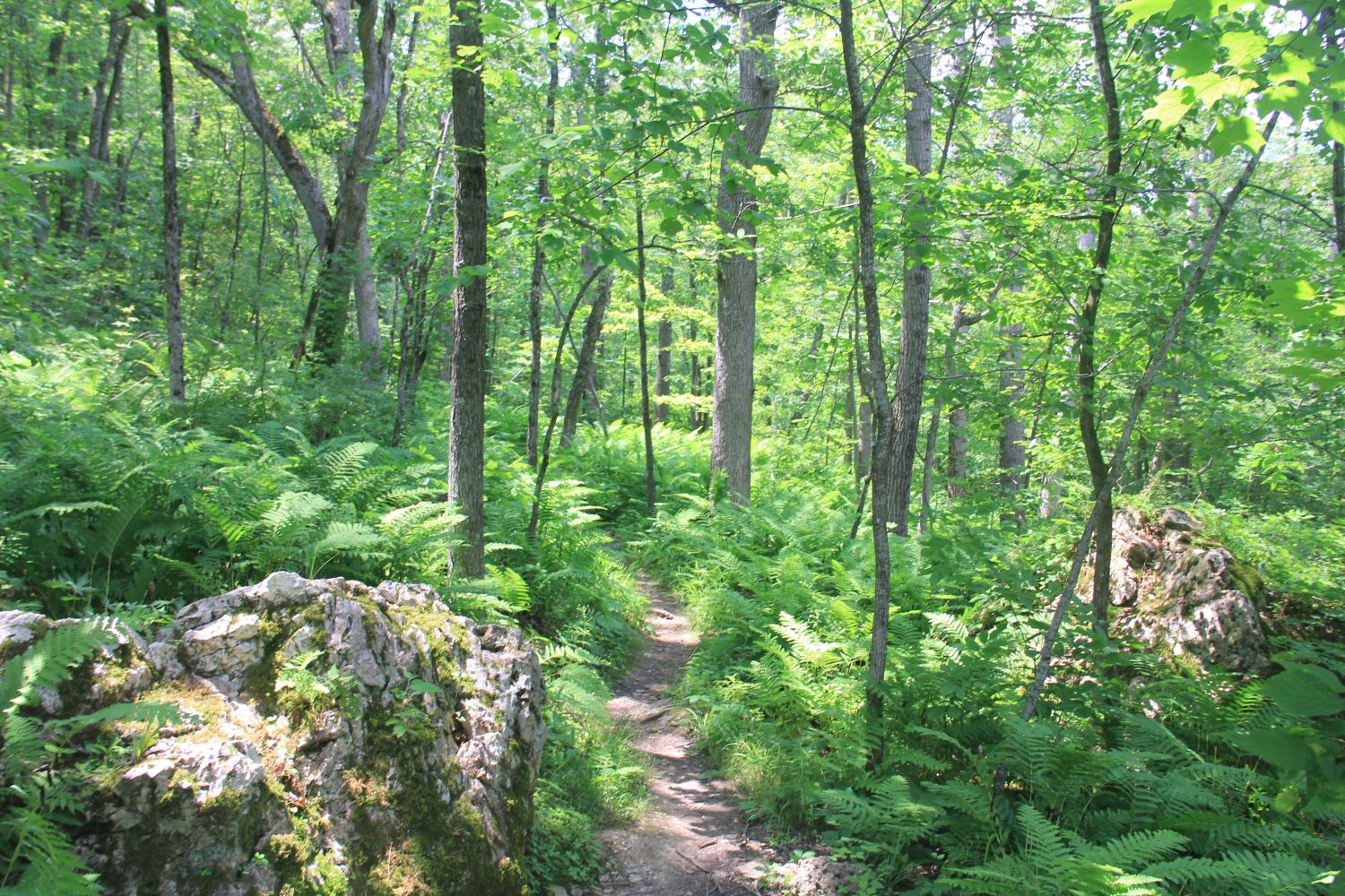 Bluemond SP Flint Rock Trail 